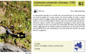 Fauna Pagina 304 B.jpg