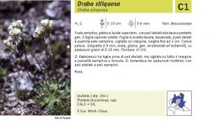 Flora Pagina 088 A.jpg