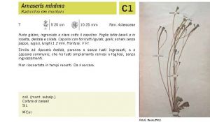 Flora Pagina 199 B.jpg