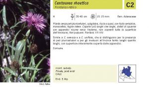 Flora Pagina 198 A.jpg