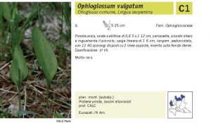 Flora Pagina 026 B.jpg