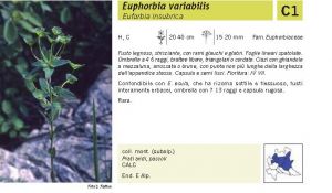 Flora Pagina 114 A.jpg