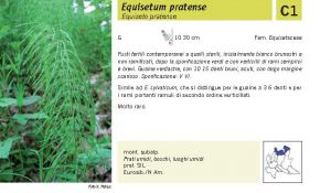 Flora Pagina 026 A.jpg