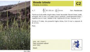 Flora Pagina 092 B.jpg