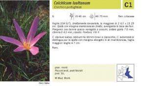 Flora Pagina 212 A.jpg