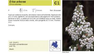 Flora Pagina 133 A.jpg