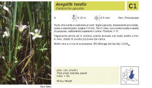 Flora Pagina 142 B.jpg