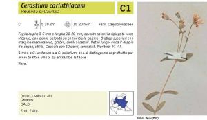 Flora Pagina 055 B.jpg