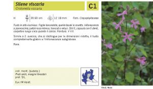 Flora Pagina 057 B.jpg