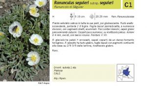 Flora Pagina 072 A.jpg