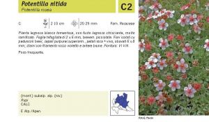 Flora Pagina 103 A.jpg