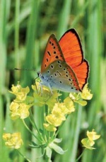 I29 lycaena.jpg