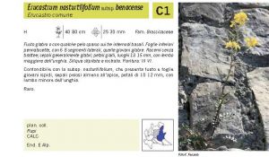 Flora Pagina 091 B.jpg