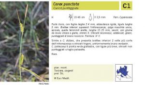 Flora Pagina 244 B.jpg