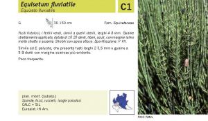 Flora Pagina 025 A.jpg