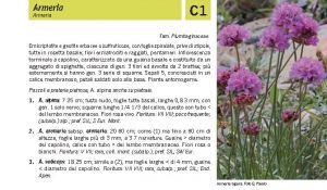 Flora Pagina 143 A.jpg