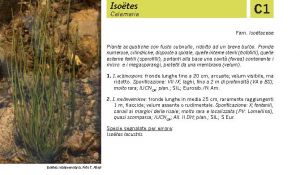 Flora Pagina 024 A.jpg