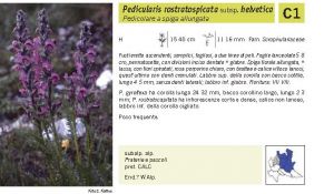 Flora Pagina 168 B.jpg