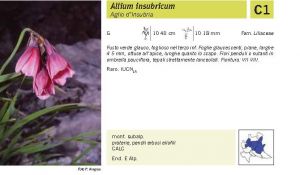 Flora Pagina 220 A.jpg