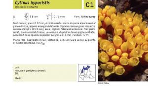 Flora Pagina 045 A.jpg