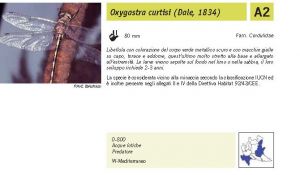 Fauna Pagina 288 B.jpg