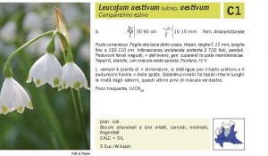 Flora Pagina 224 B.jpg