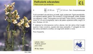 Flora Pagina 168 A.jpg