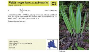 Flora Pagina 033 B.jpg