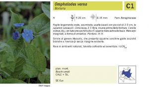 Flora Pagina 152 B.jpg