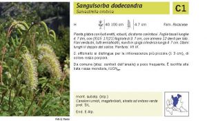 Flora Pagina 100 B.jpg