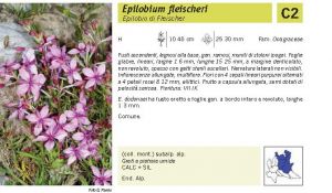 Flora Pagina 124 B.jpg