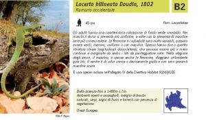 Fauna Pagina 314 A.jpg