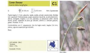 Flora Pagina 245 B.jpg