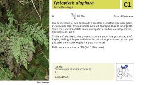 Flora Pagina 034 A.jpg