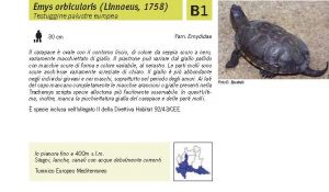 Fauna Pagina 313 A.jpg