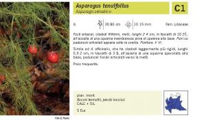 Flora Pagina 222 B.jpg