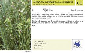 Flora Pagina 250 A.jpg