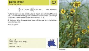 Flora Pagina 189 A.jpg