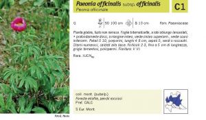 Flora Pagina 080 A.jpg