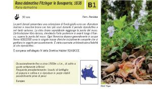 Fauna Pagina 311 A.jpg