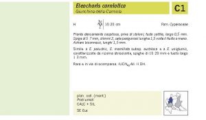 Flora Pagina 250 B.jpg