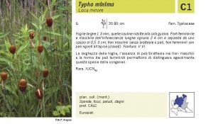 Flora Pagina 236 A.jpg