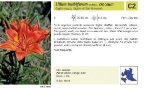 Flora Pagina 216 B.jpg