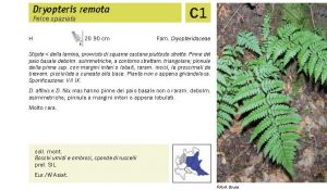 Flora Pagina 037 B.jpg