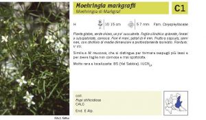 Flora Pagina 050 B.jpg