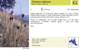 Flora Pagina 254 A.jpg