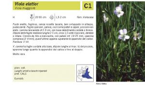 Flora Pagina 117 B.jpg