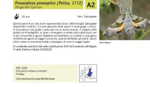 Fauna Pagina 295 A.jpg