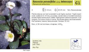 Flora Pagina 074 A.jpg