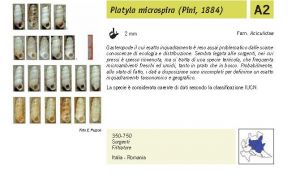 Fauna Pagina 282 A.jpg